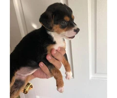 2 male and 1 female Beagle puppies for sale - 2