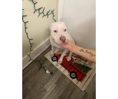 7 month old stunning white female pit bull puppy