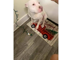 7 month old stunning white female pit bull puppy - 2