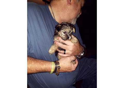 4 Morkie poo puppies need good home