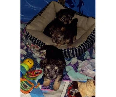 4 Morkie poo puppies need good home - 7