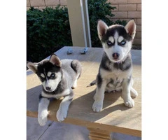 Two 9 weeks old female huskies for adoption