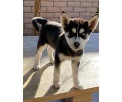 Two 9 weeks old female huskies for adoption - 2