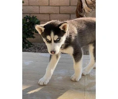 Two 9 weeks old female huskies for adoption - 3