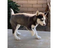 Two 9 weeks old female huskies for adoption - 4