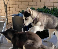 Two 9 weeks old female huskies for adoption - 5