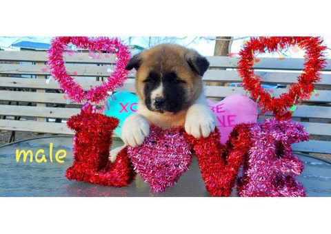 Akita Valentine's day puppies available
