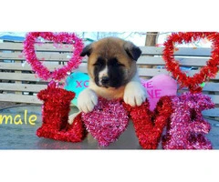 Akita Valentine's day puppies available