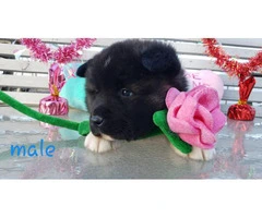 Akita Valentine's day puppies available - 2