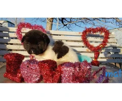 Akita Valentine's day puppies available - 3