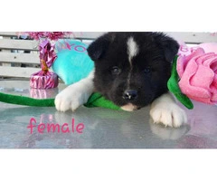 Akita Valentine's day puppies available - 4
