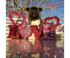 Akita Valentine's day puppies available - 5