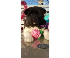 Akita Valentine's day puppies available - 6