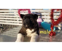 Akita Valentine's day puppies available - 7