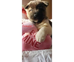Akita Valentine's day puppies available - 8