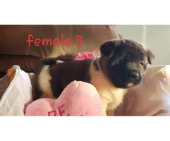 Akita Valentine's day puppies available - 9