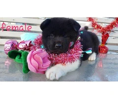 Akita Valentine's day puppies available - 10