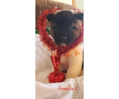 Akita Valentine's day puppies available - 11