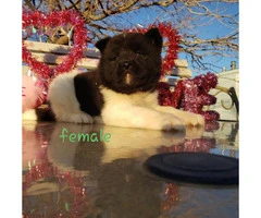 Akita Valentine's day puppies available - 12