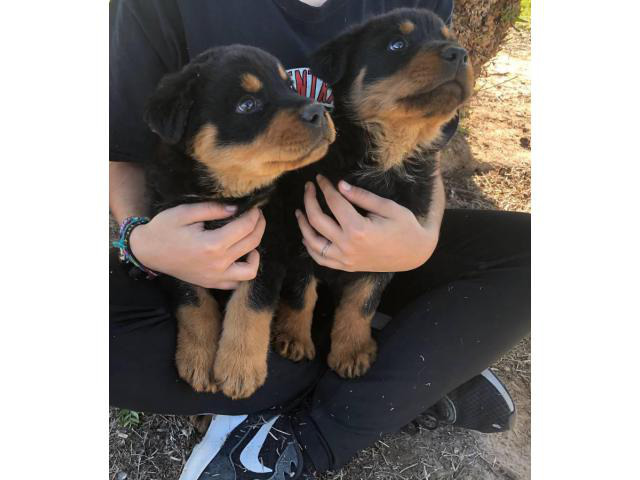 German Rottie puppies ready for adoption in Phoenix, Arizona - Puppies for Sale Near Me