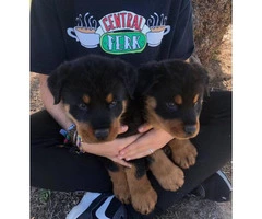 German Rottie puppies ready for adoption - 2
