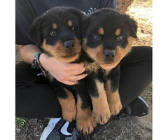 German Rottie puppies ready for adoption - 3