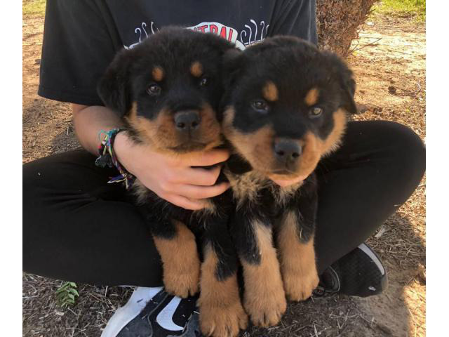 German Rottie puppies ready for adoption Phoenix - Puppies for Sale Near Me