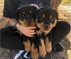 German Rottie puppies ready for adoption - 4