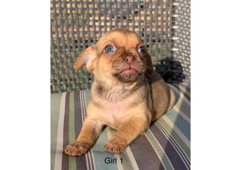 7 weeks old Chug puppies for rehoming