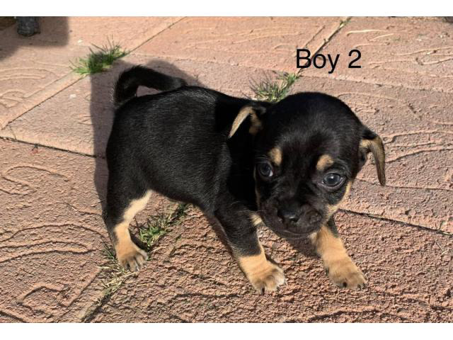 7-weeks-old-chug-puppies-for-rehoming-phoenix-puppies-for-sale-near-me