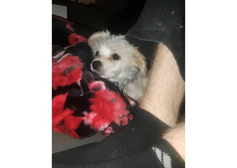 Cute little Chi-Chi puppy for sale