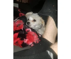 Cute little Chi-Chi puppy for sale