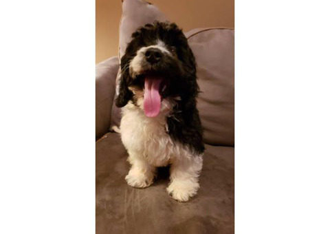 Cavachon Puppy for Sale