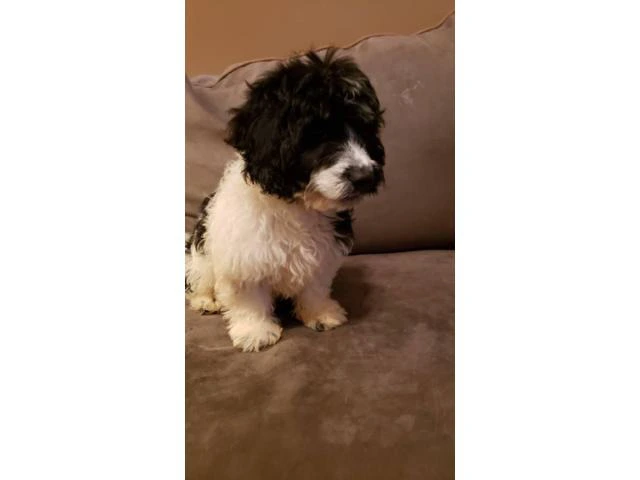 Cavachon Puppy for Sale - 2/4