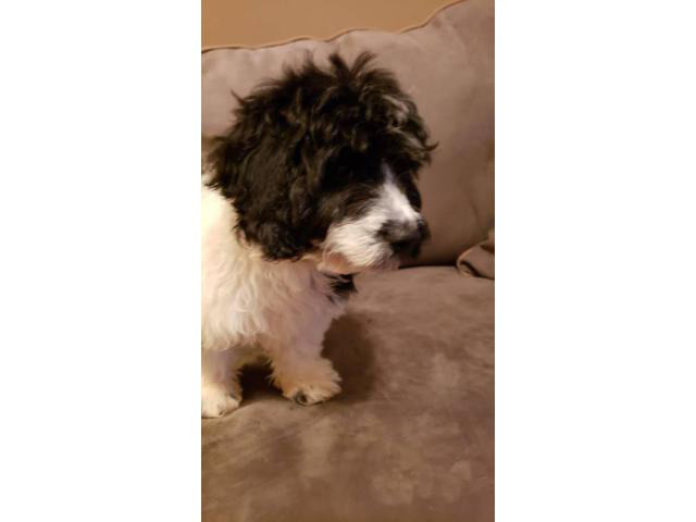 Cavachon Puppy for Sale in Chicago, Illinois - Puppies for ...