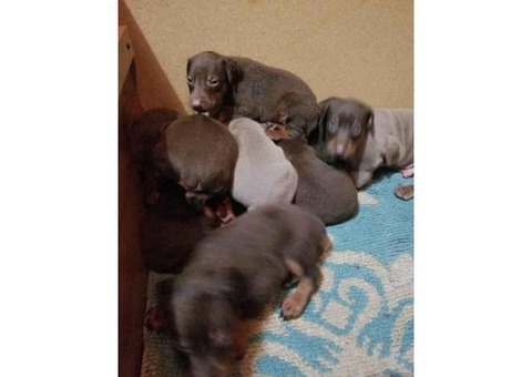 8 Doberman puppies are ready to go