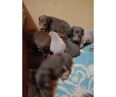 8 Doberman puppies are ready to go