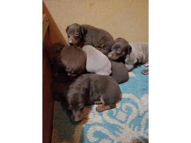 8 Doberman Puppies Are Ready To Go San Antonio Puppies For Sale Near Me