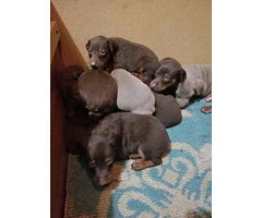8 Doberman puppies are ready to go - 2