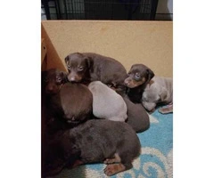 8 Doberman puppies are ready to go - 3