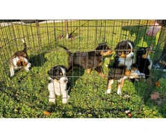 Family raised Bernedoodle puppies for sale