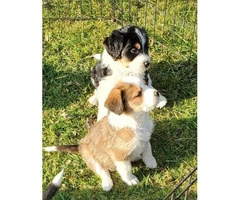 Family raised Bernedoodle puppies for sale - 2
