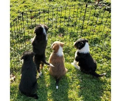 Family raised Bernedoodle puppies for sale - 3