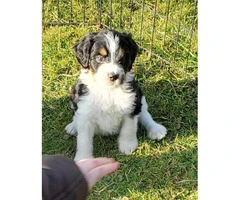 Family raised Bernedoodle puppies for sale - 4