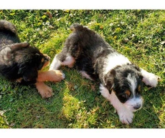 Family raised Bernedoodle puppies for sale - 5