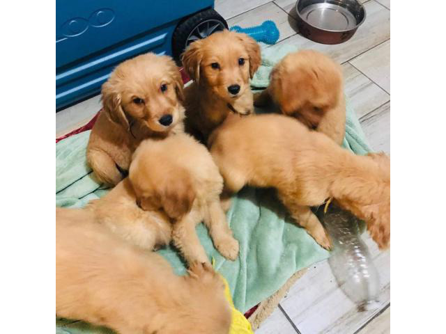 2 Months Old Full Breed Golden Retriever Puppies In San Diego California Puppies For Sale Near Me