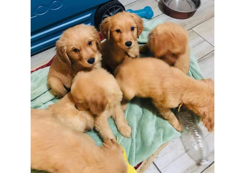 2 months old full breed golden retriever puppies