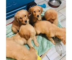 2 months old full breed golden retriever puppies