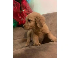 2 months old full breed golden retriever puppies - 3