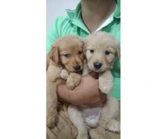 2 months old full breed golden retriever puppies - 4